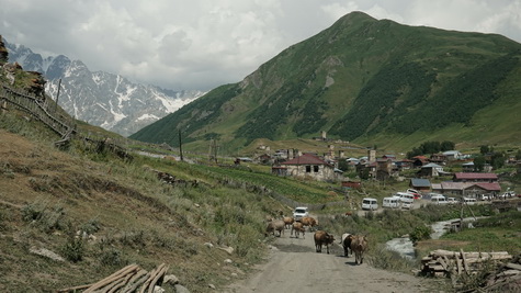 Kühe und Kleinbusse auf in Uschguli.